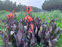 Canna's