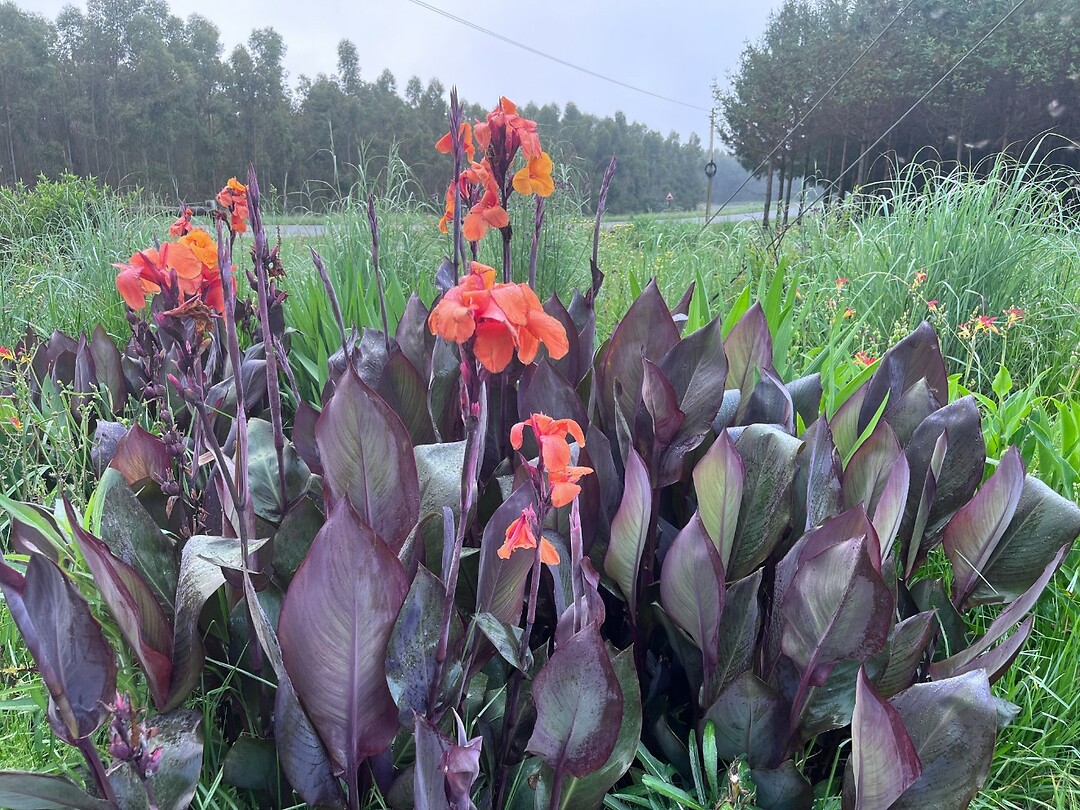 Canna's