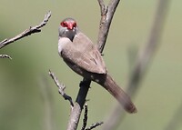 Comon Waxbill