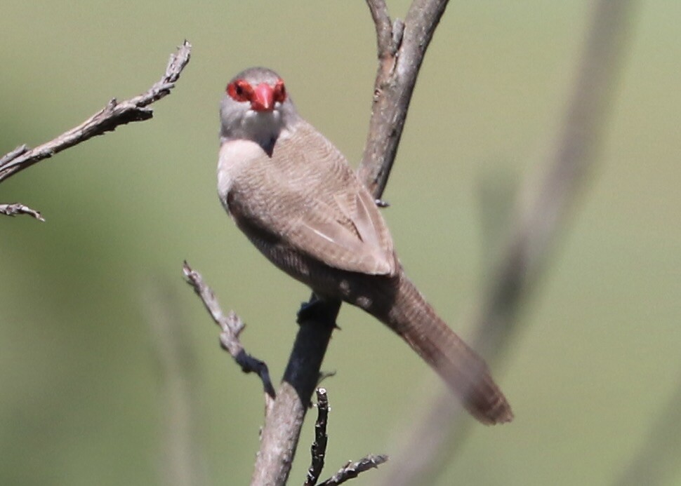 Comon Waxbill