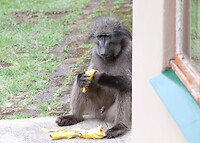 Bananendief