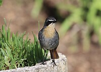 Cape Robin Chat