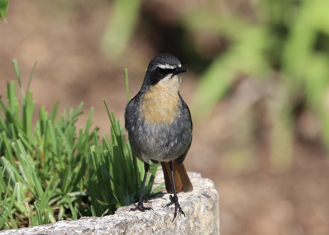 Cape Robin Chat