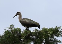 Hadeda Ibis