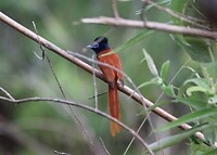 African Paradise Flycatcher