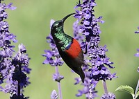 Greater Dubble Collared Sunbird (mannetje)