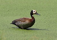 White-Faced Whistling Duck