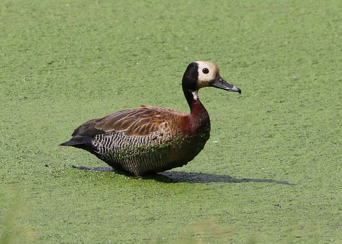 White-Faced Whistling Duck