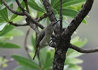 Greater Dubble-Collared Sunbird (vrouwtje)