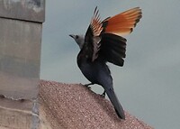 Red-Winged Starling