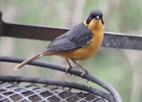 Chorister Robin-Chat