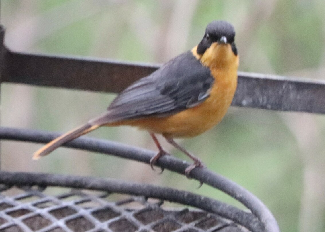 Chorister Robin-Chat