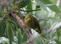 Cape White-Eye