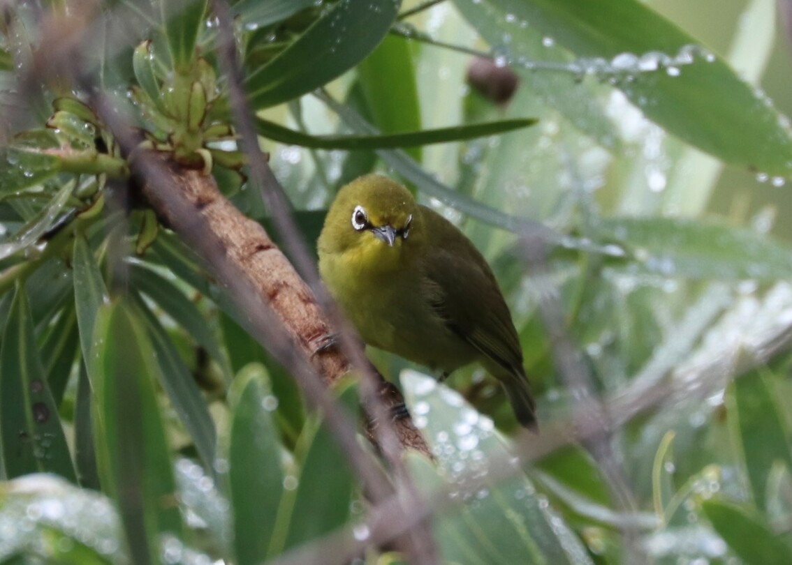 Cape White-Eye