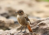Cape Robin-Chat (jong)