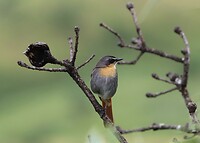 Cape Robin-Chat