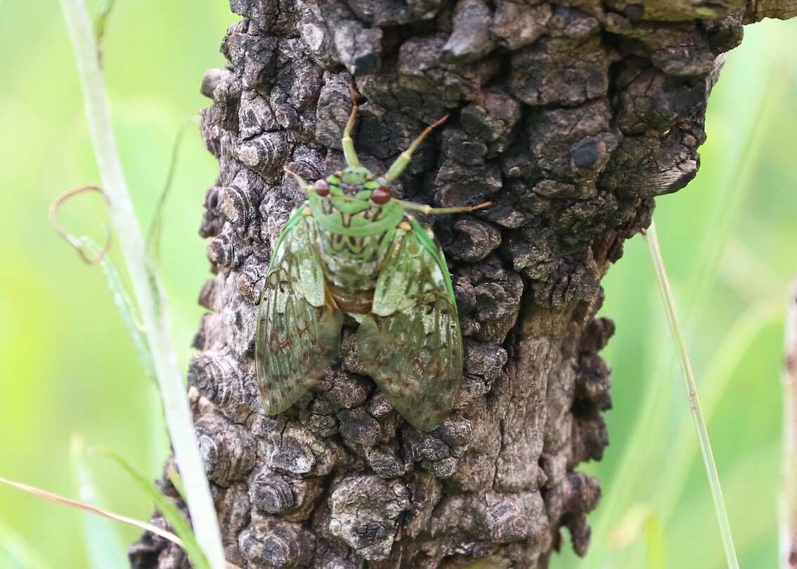 Cicade