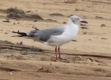 Gray-Headed Gull
