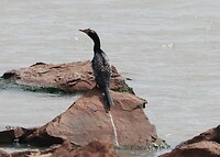 Reed Cormorant