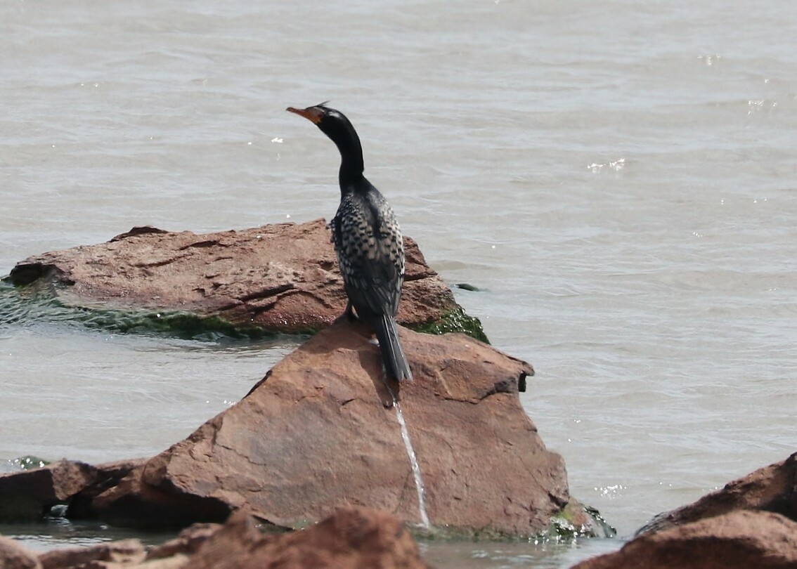 Reed Cormorant