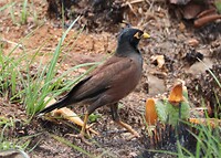 Common Myna