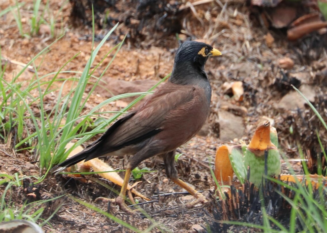 Common Myna