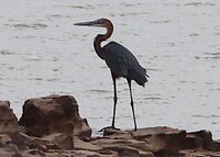 Goliath Heron