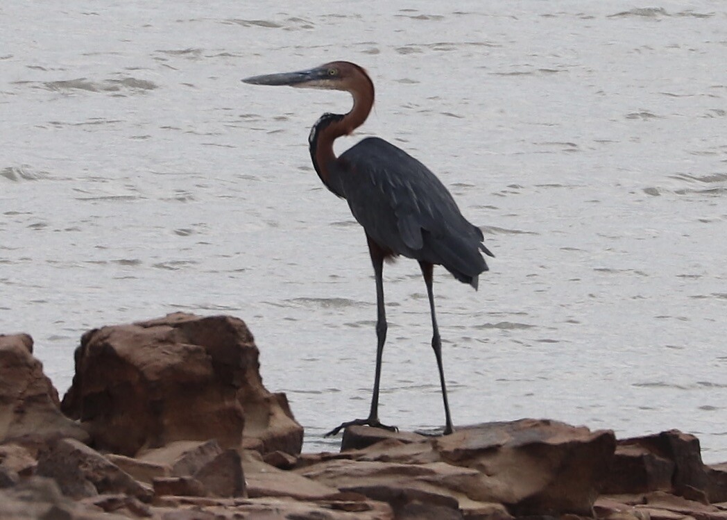 Goliath Heron