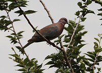 Red-Eyed Dove