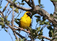 Village Weaver