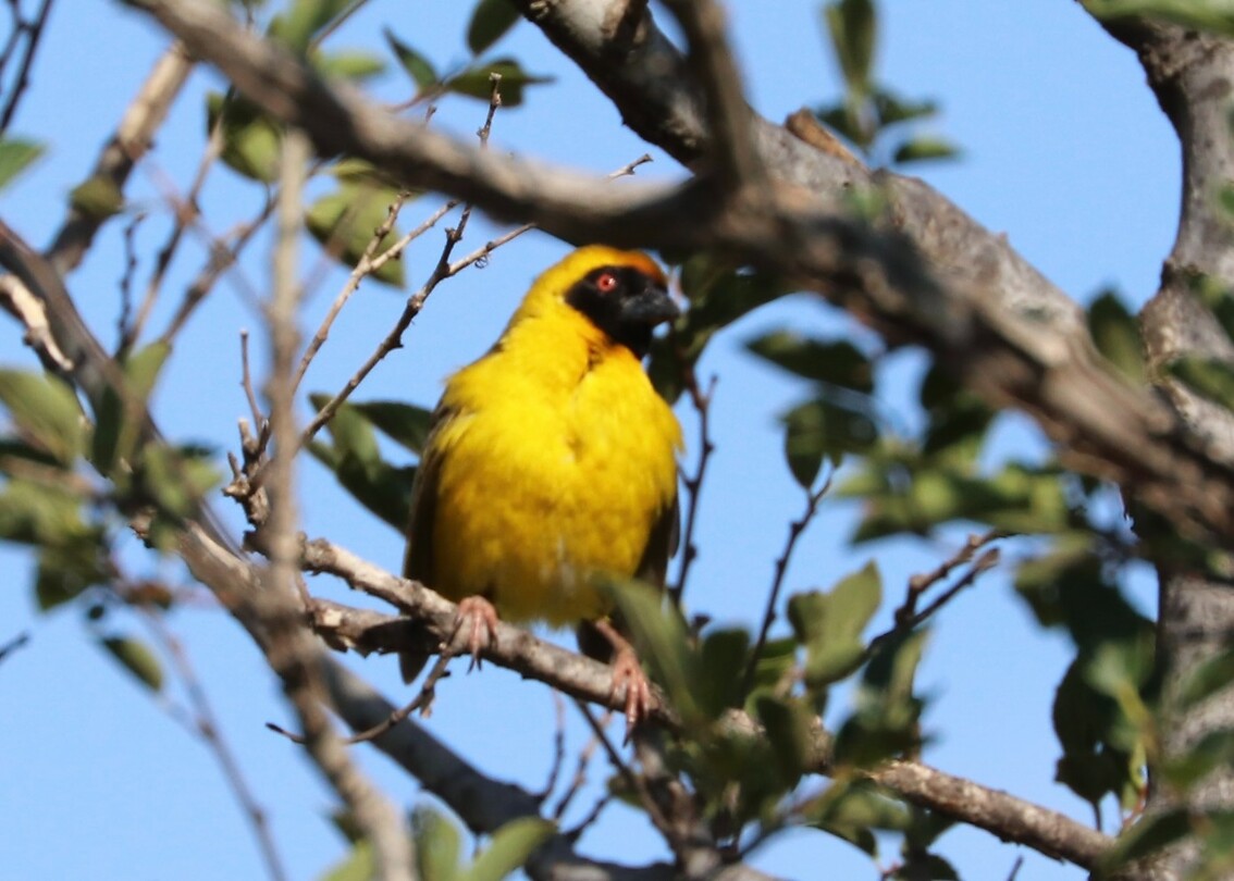 Village Weaver