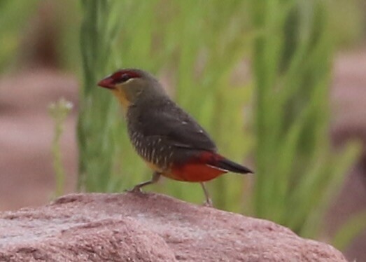 Orange-Breasted Waxbill