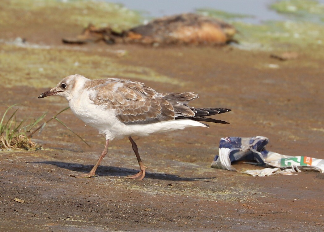 Gray-Headed Gull jong