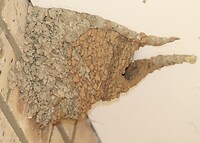 Lesser Striped Swallow nest