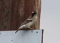 White-Browed Sparrow-Weaver