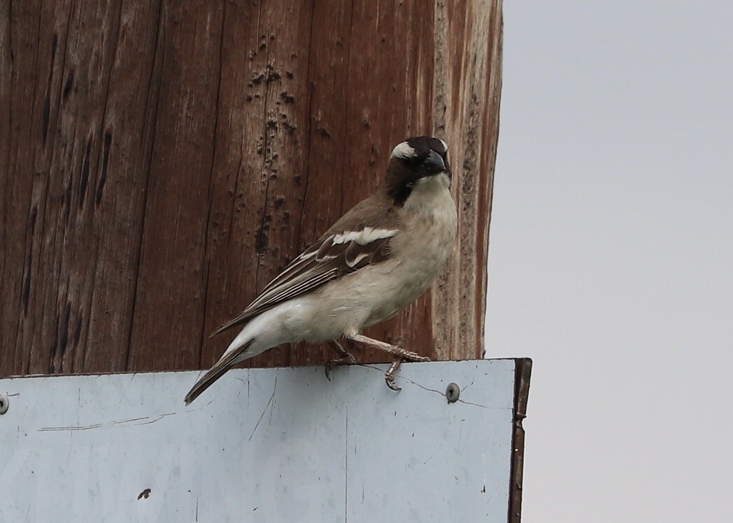 White-Browed Sparrow-Weaver