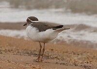 Three-Banded Plover