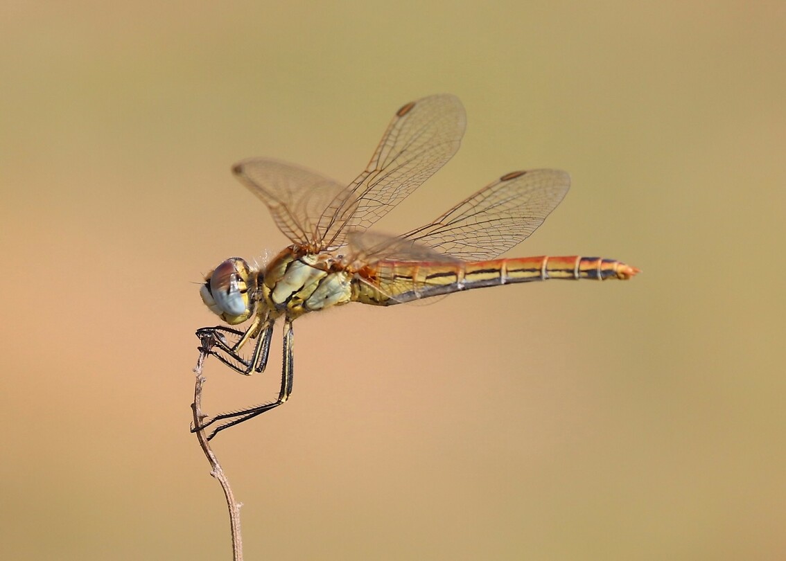 Dragonfly