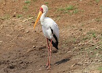 Yellow-Billed Stork