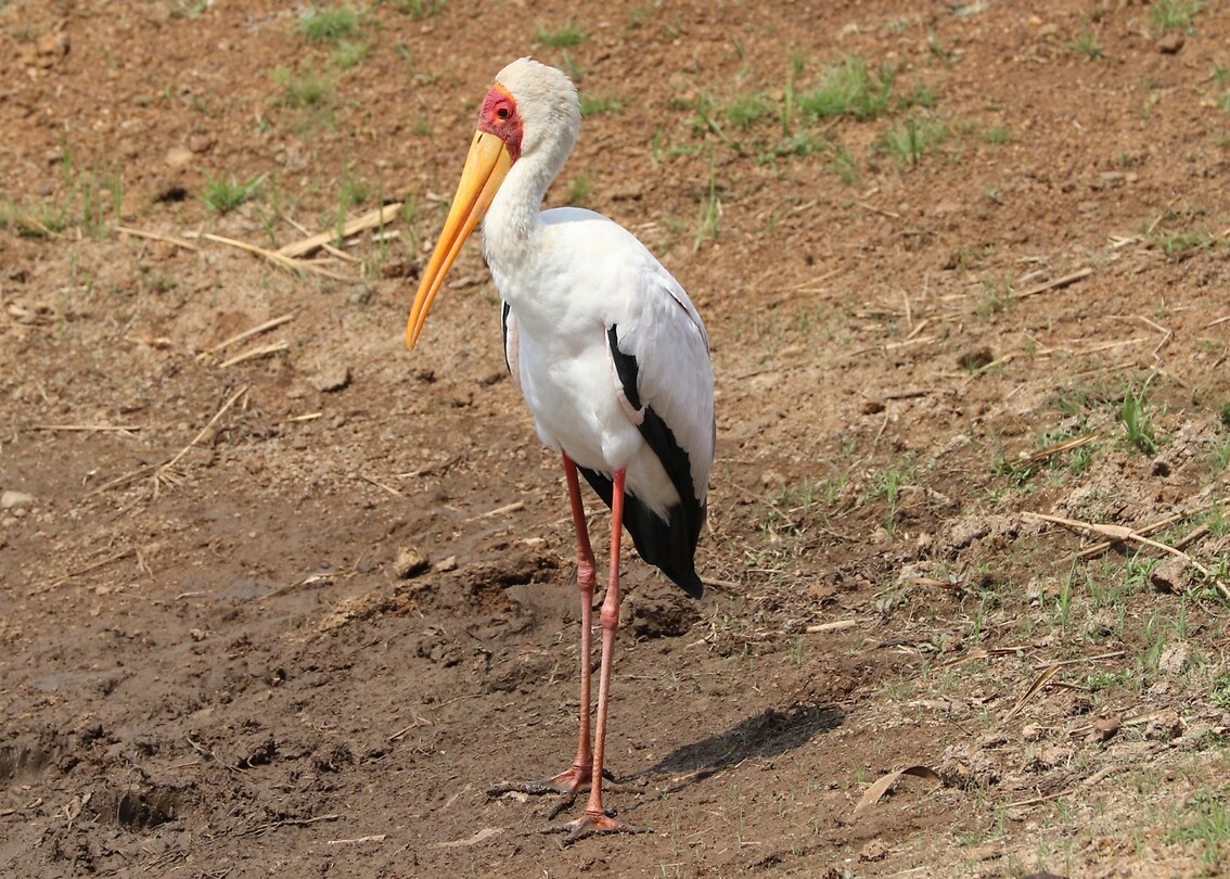 Yellow-Billed Stork
