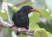 Green Wood Hoopoe