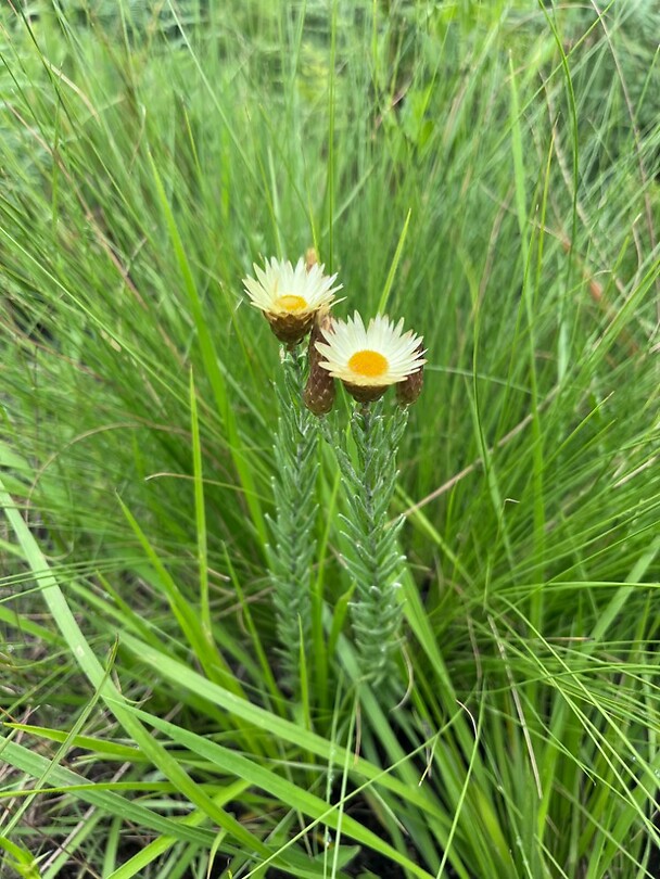Vetplant
