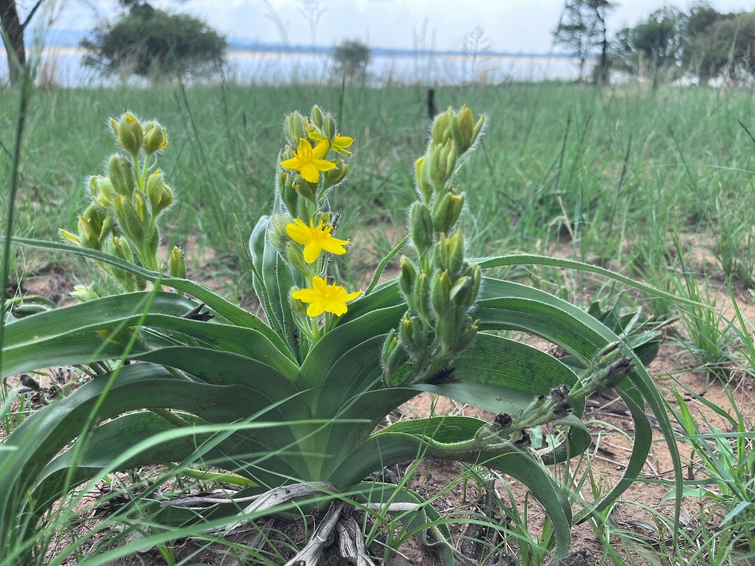 Vetplant
