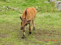Little Moosie