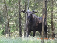 Moose in the wood!