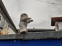 Slaapwandelen...