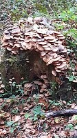 Herfst...