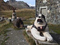 Fauna op de Petit St. Bernard