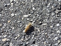 Overstekend wild