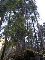 Hoge bomen...